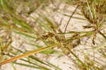 Ricefield flatsedge